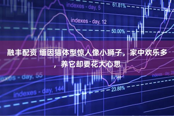 融丰配资 缅因猫体型惊人像小狮子，家中欢乐多，养它却要花大心思